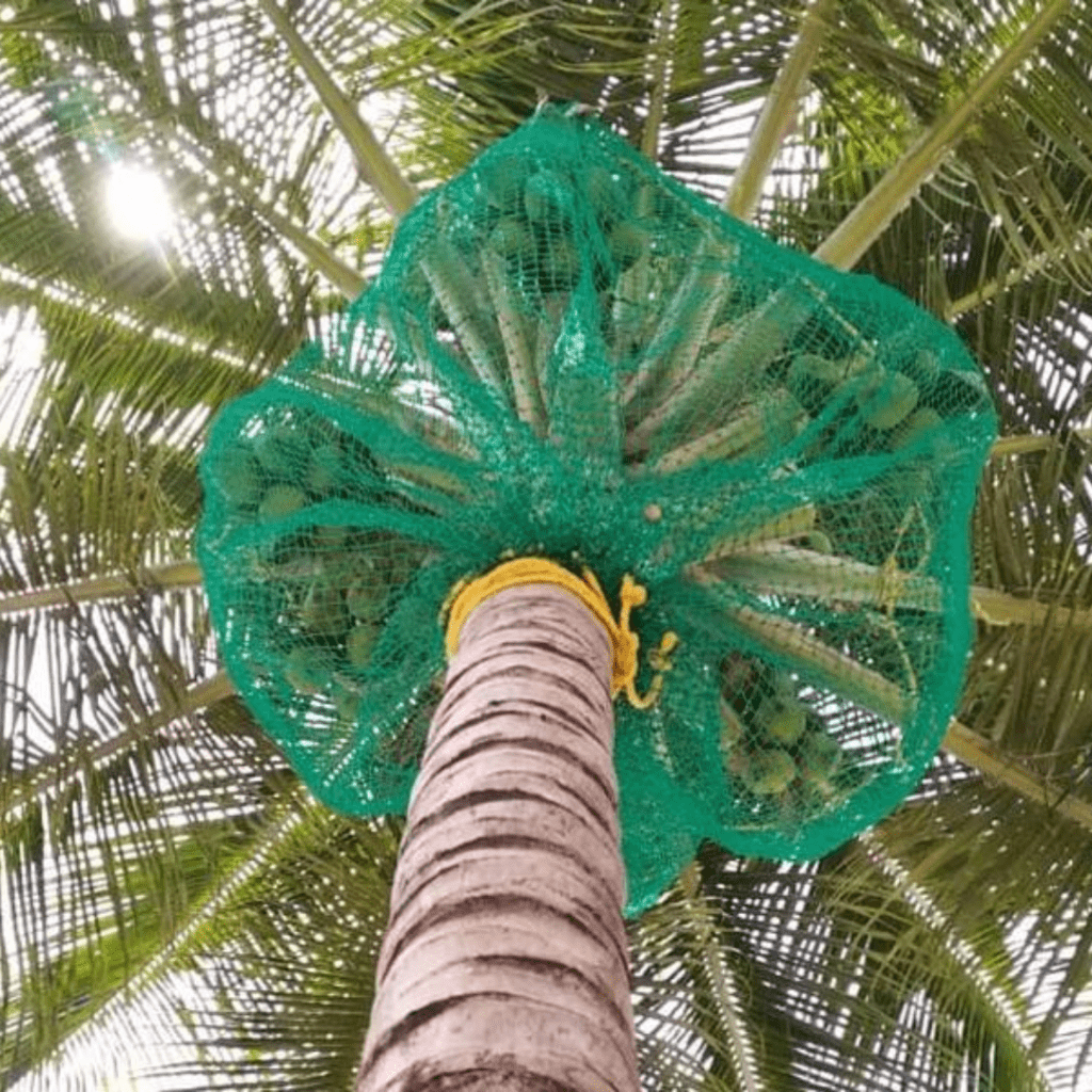 coconut tree safety nets